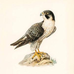 Meet your Posher, Deb